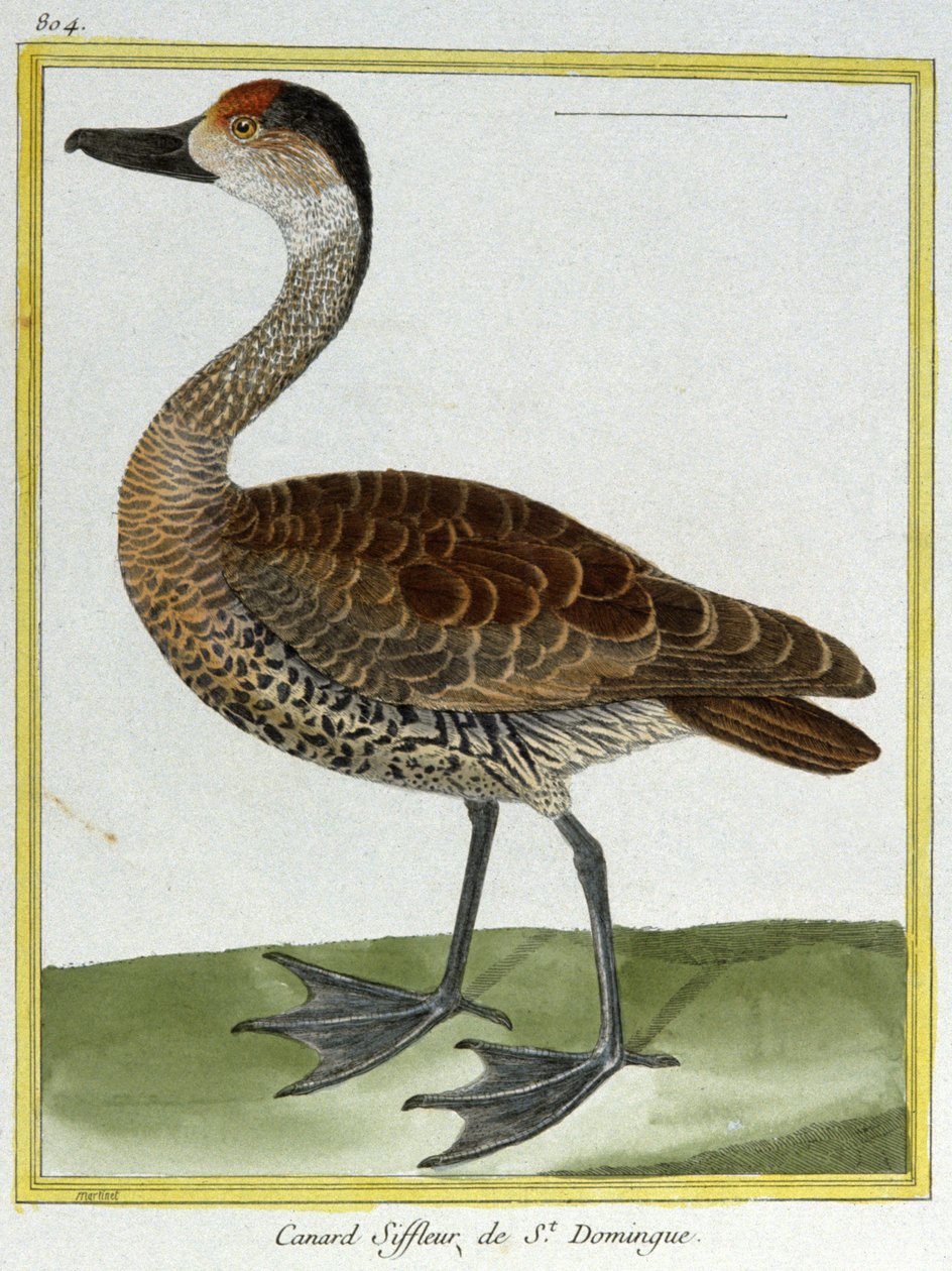 Ciência. Zoologia. Pombo de Santo Domingo. Gravura de François Nicolas Martinet em: Histoire naturelle des oiseaux, de Georges Louis Leclerc de Buffon, França, c.1777 (gravura a cores) de Francois Nicolas Martinet