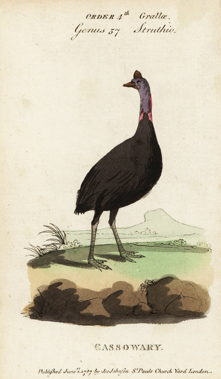 Cassowary do Sul, Casuarius casuarius de Francois Nicolas Martinet
