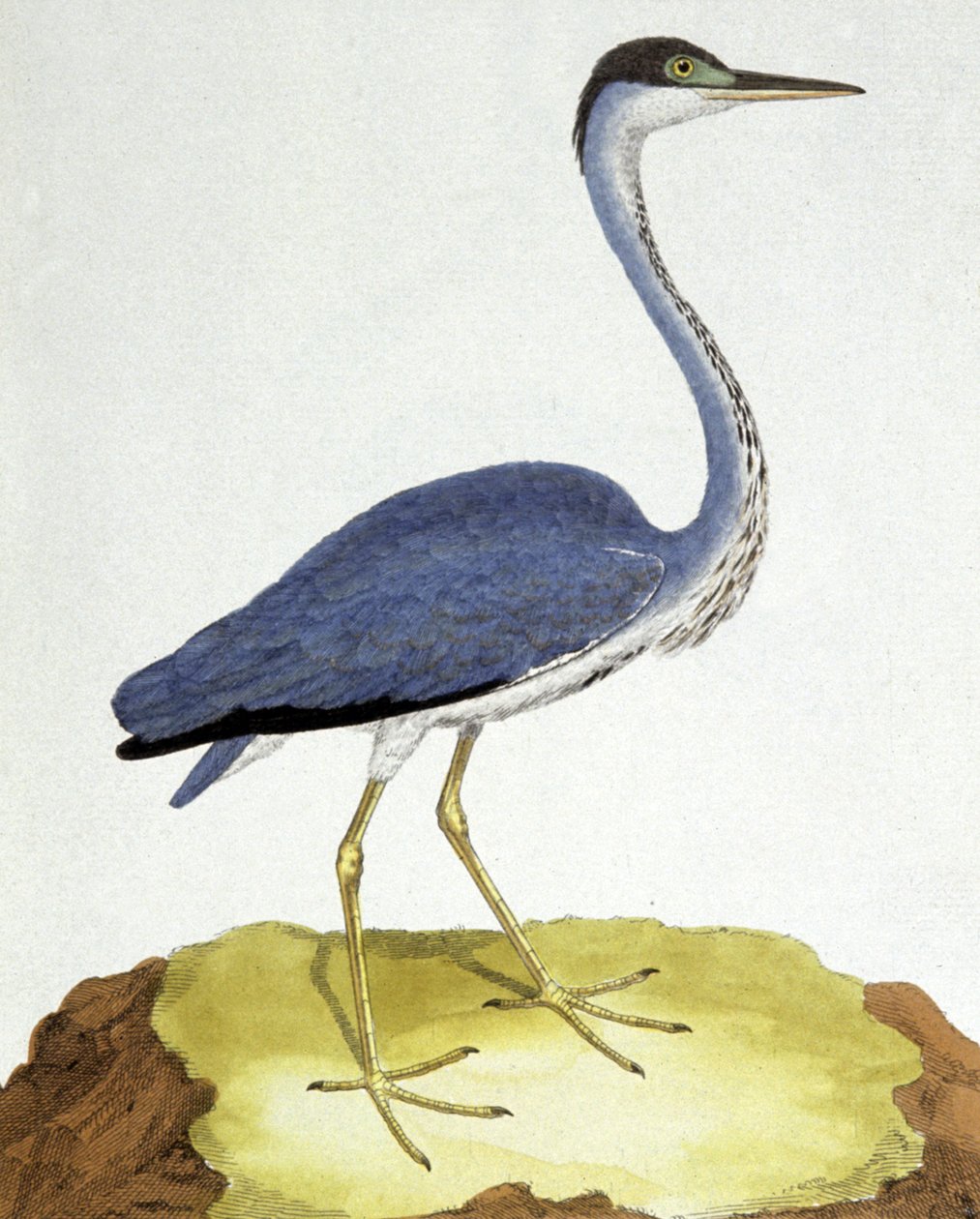 A Garça de Francois Nicolas Martinet
