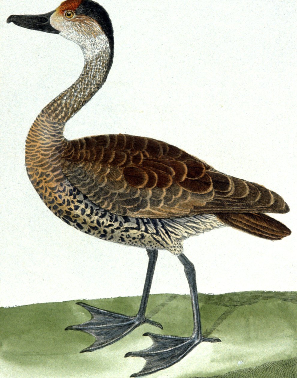 O Pato de Tubagem de Francois Nicolas Martinet