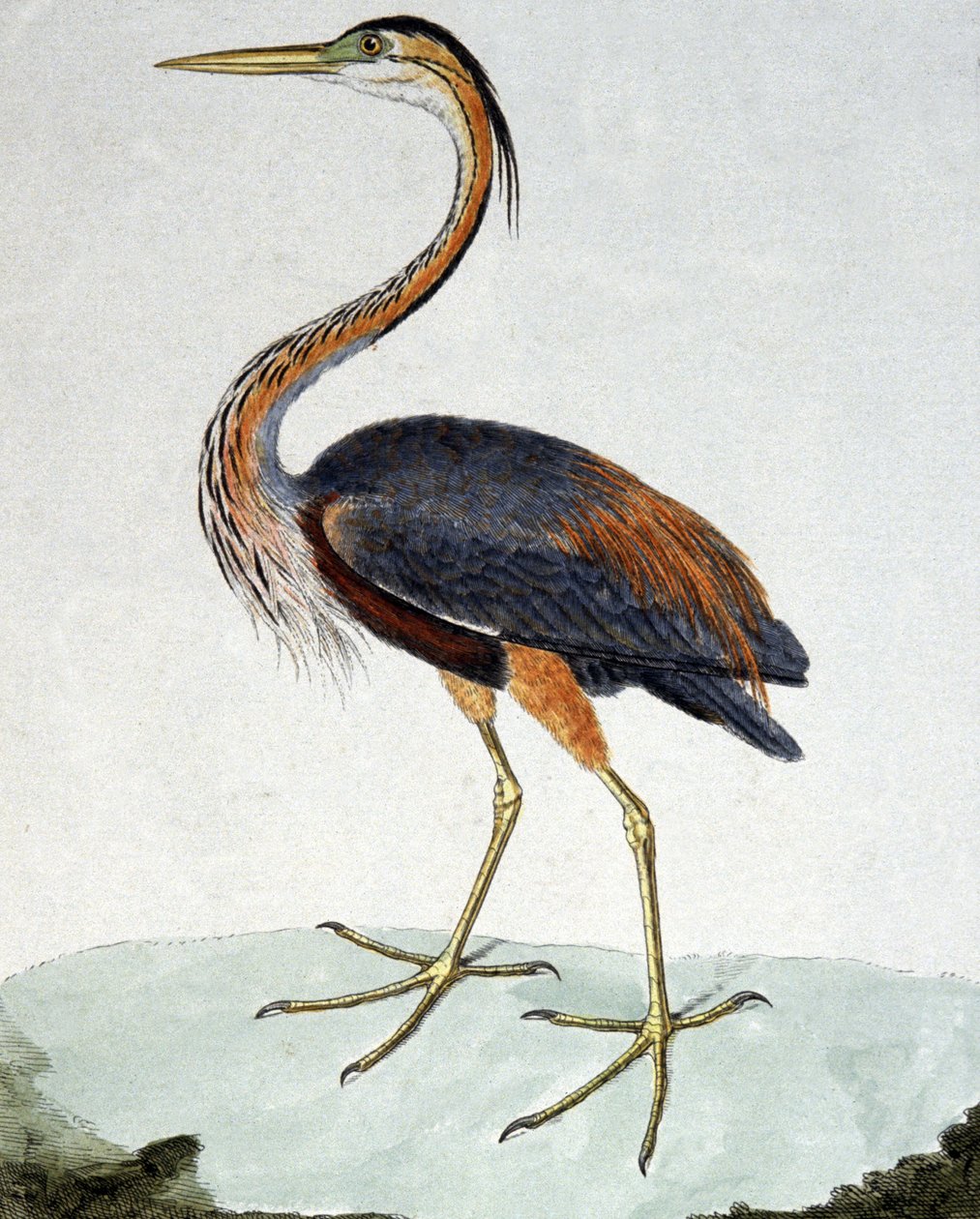 A Garça Púrpura de Francois Nicolas Martinet