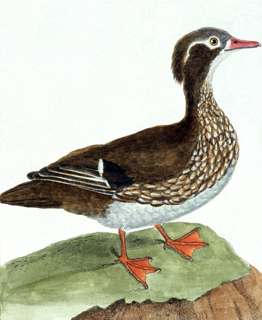 O Teal de Francois Nicolas Martinet