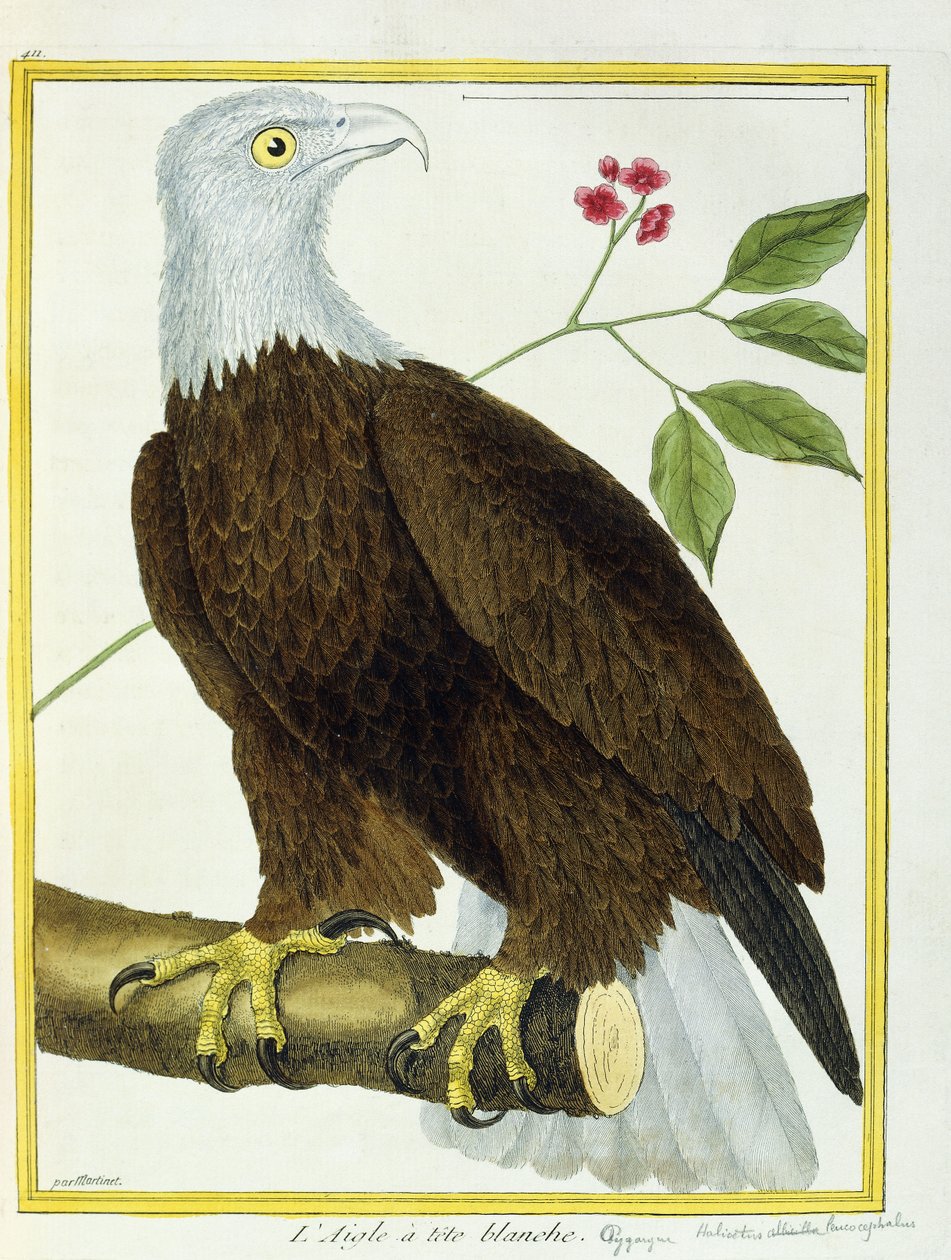 Águia-de-cabeça-branca, c.1770-1786 de Francois Nicolas Martinet