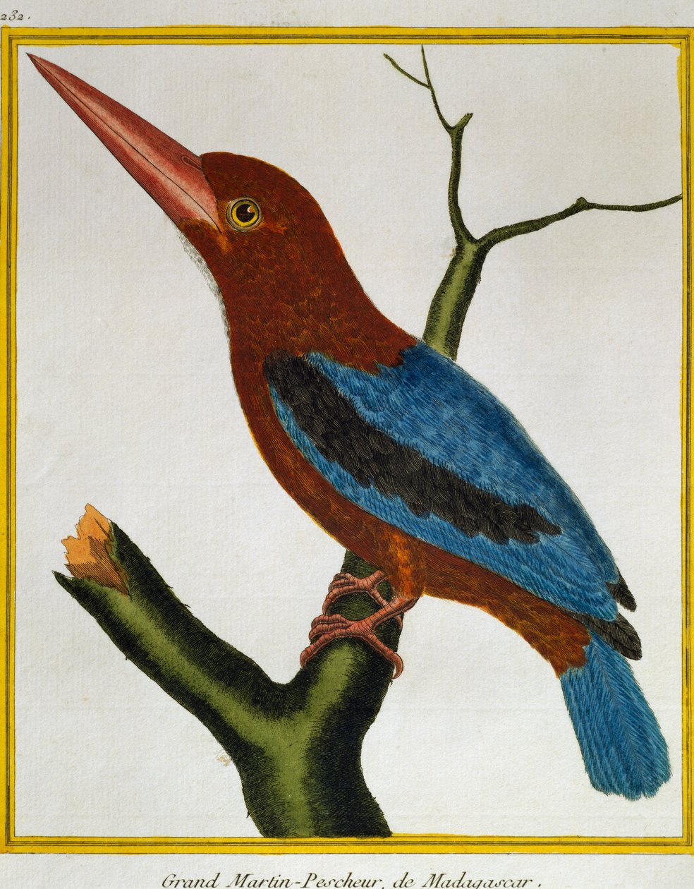 Guarda-rios de garganta branca (Halcyon smyrnensis), da Histoire naturelle des oiseaux de Francois Nicolas Martinet
