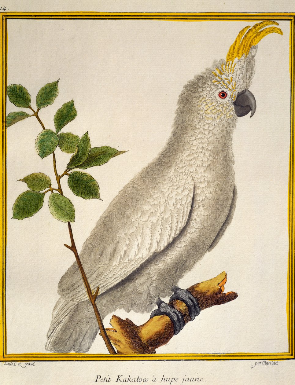 Cockatoo (Cacatua sulphurea), de Histoire naturelle des oiseaux de Francois Nicolas Martinet