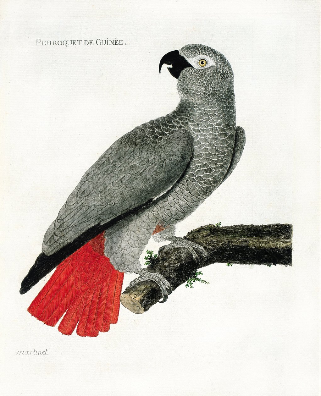 Zoo (ornitologia): O papagaio Guinee (papagaio cinzento ou psittacus erythacus) num ramo. Ilustração em "The History of the Birds, Painted in Their Appearing and Sensitive Aspects" de François Nicolas Martinet (1731-1800). Coleção particular. de Francois Nicolas Martinet
