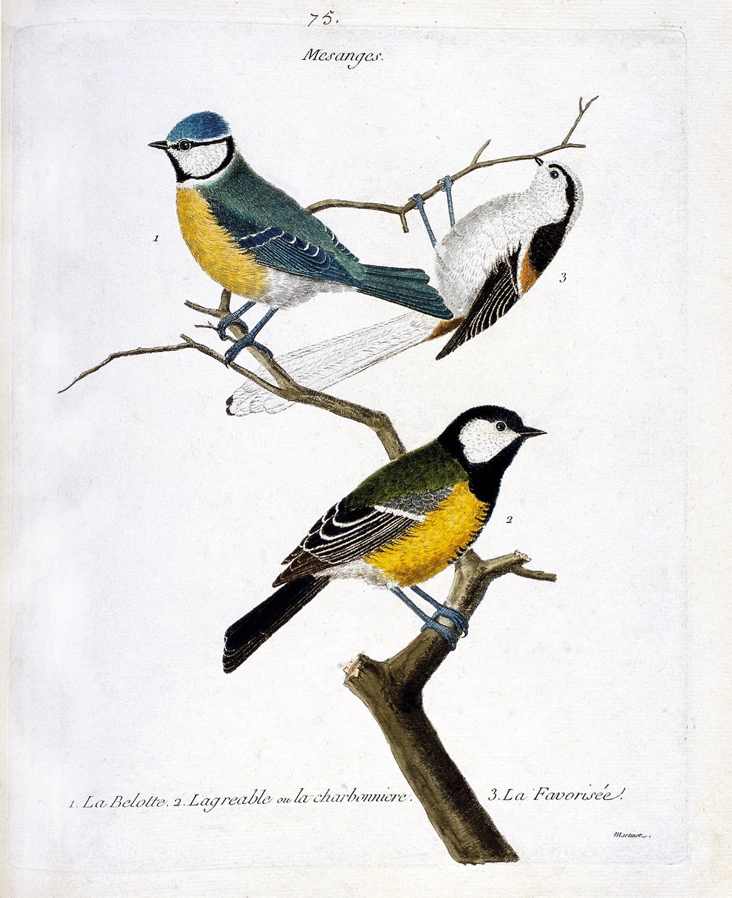 Quadro zoológico (ornitologia): Mesanges. 1: o belotte (mesange azul ou caeruleus appeared), 2. o agradável ou o charbonniere (mesange charbonniere ou parus major. 3. O favorecido (mesange de cauda longa ou aegithalos caudatus) sobre um ramo. Ilustração de Francois Nicolas Martinet