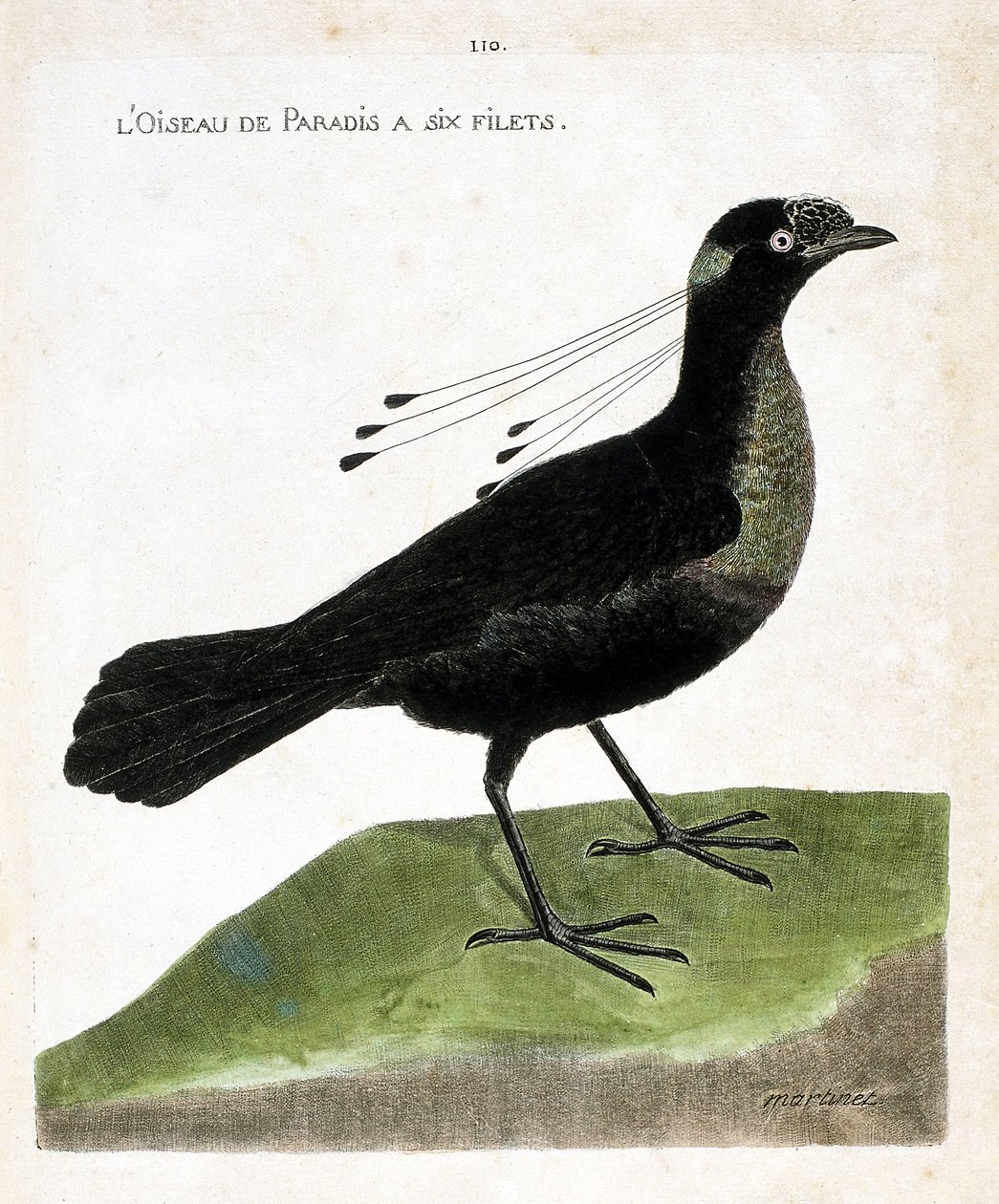 Tábua zoológica (ornitologia): a ave do paraíso tem seis redes (wahnes paradise ou wahnesi patoria). Ilustração em "A história das aves, pintadas nos seus aspectos aparentes e sensíveis" de François Nicolas Martinet (1731-1800). Coleção particular. de Francois Nicolas Martinet