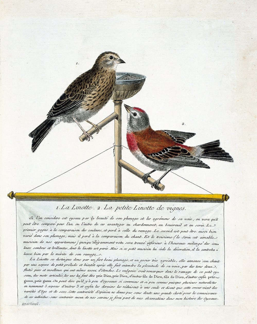 Quadro zoológico (ornitologia): de cima para baixo: A linotte (linotte melodiosa) e a pequena linotte das videiras (carduelis cannabina) num poleiro. Ilustração em "A História das Aves, Pintadas nos seus Aspectos Aparentes e Sensíveis" por Francoi de Francois Nicolas Martinet