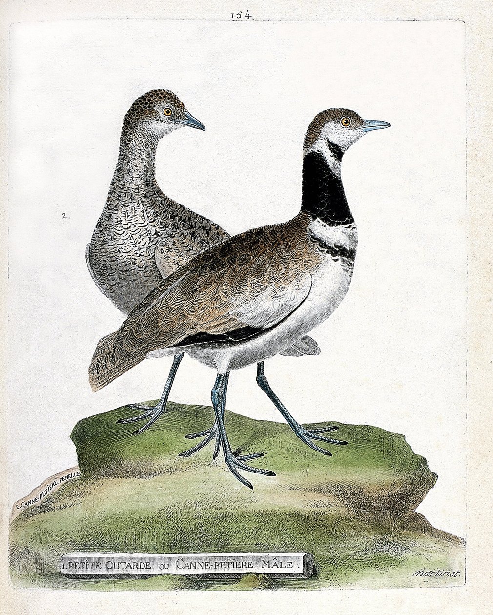 Tábua zoológica (ornitologia): frente: abetarda pequena ou pequena cana masculina e costas: cana pequena feminina (abetarda caniço ou tetrax tetrax). Ilustração em "A História das Aves, Pintadas nos seus Aspectos Aparentes e Sensíveis" de François Nicolas  de Francois Nicolas Martinet
