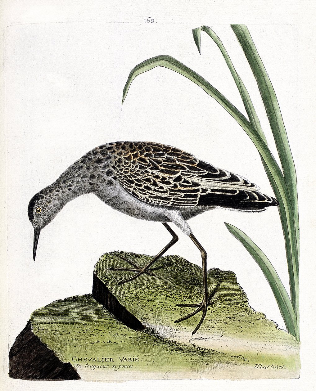 Tábua zoológica (ornitologia): cavaleiro varia (lutador varia ou philomachus pugnax). Ilustração em "A história das aves, pintadas nos seus aspectos aparentes e sensíveis" por François Nicolas Martinet (1731-1800). Coleção particular. de Francois Nicolas Martinet