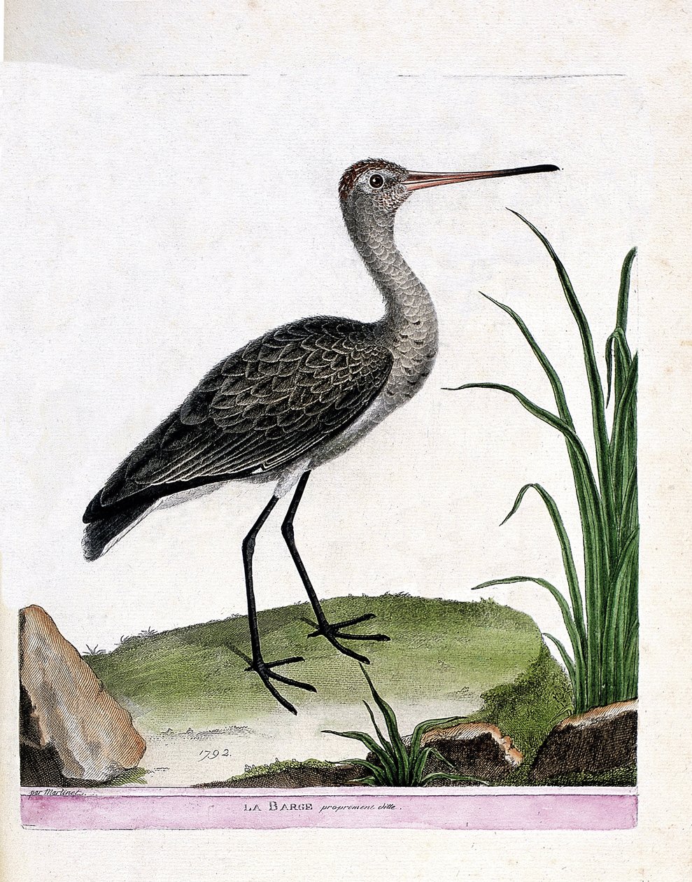 Tábua zoológica (ornitologia): a própria barcaça (barcaça de cauda preta ou limosa limosa). Ilustração em "The History of the Birds, Painted in Their Appearing and Sensitive Aspects" de François Nicolas Martinet (1731-1800). Coleção particular. de Francois Nicolas Martinet