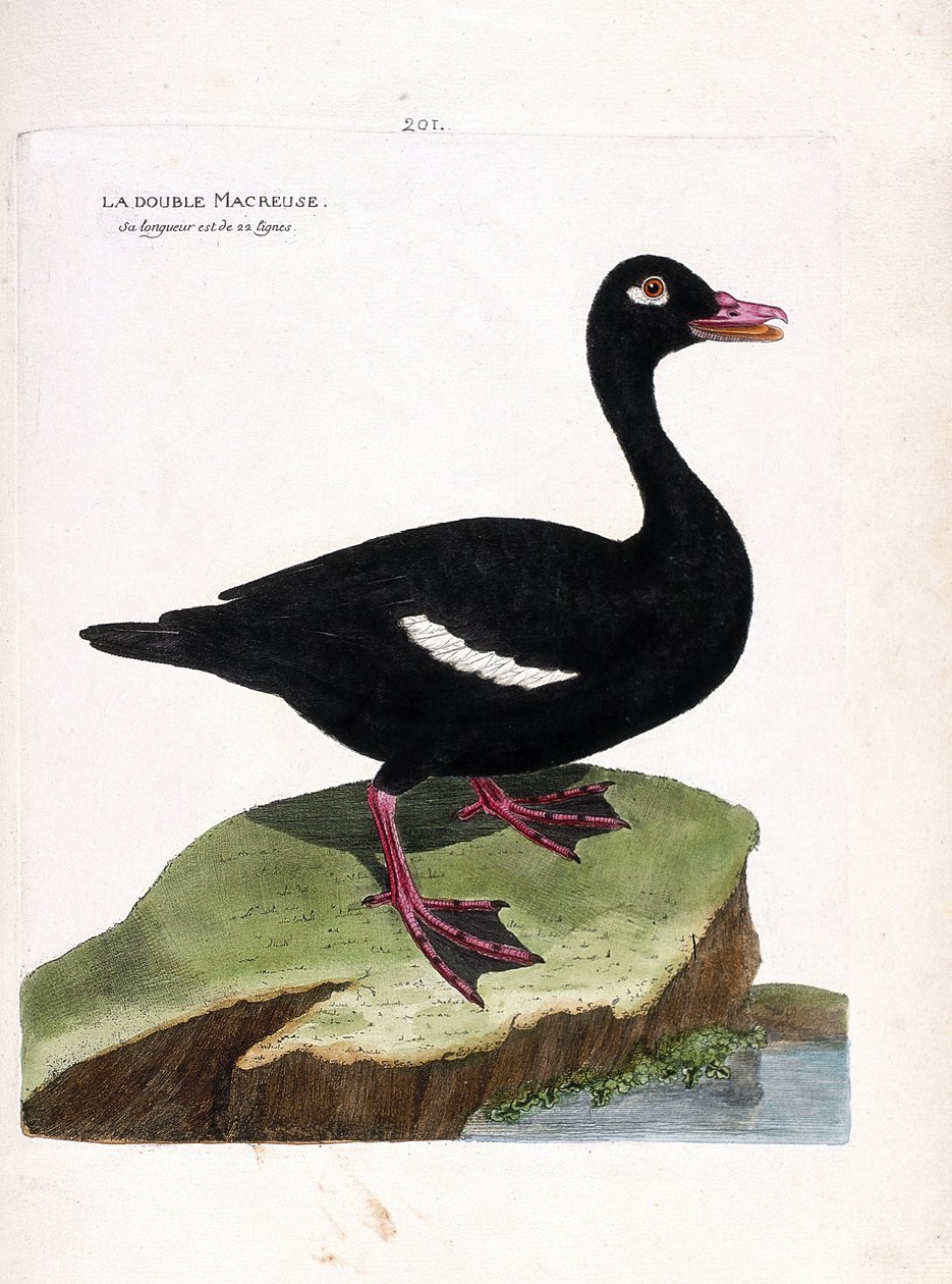Tábua zoológica (ornitologia): o scoter duplo (scoter castanho ou melanitta fusca). Ilustração em "A história das aves, pintadas nos seus aspectos aparentes e sensíveis" de François Nicolas Martinet (1731-1800). Coleção particular. de Francois Nicolas Martinet
