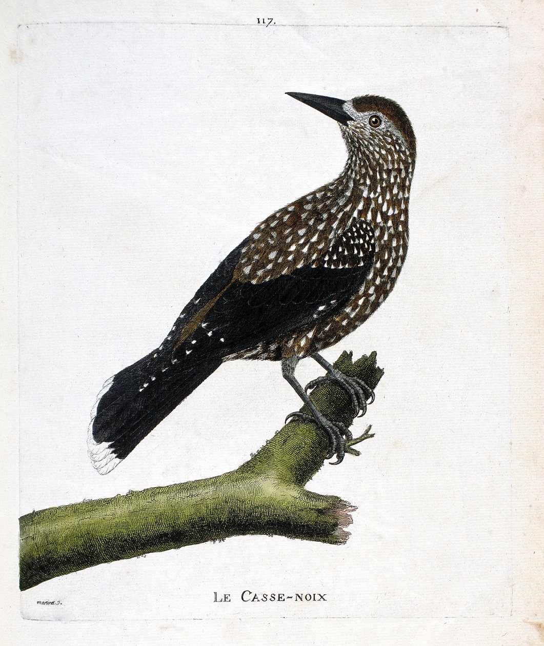 Tábua zoológica (ornitologia): o quebra-nozes (noz mosca ou nucifraga caryocatacts) sobre um ramo. Ilustração em "A história das aves, pintadas nos seus aspectos aparentes e sensíveis" por François Nicolas Martinet (1731-1800). Coleção particular. de Francois Nicolas Martinet
