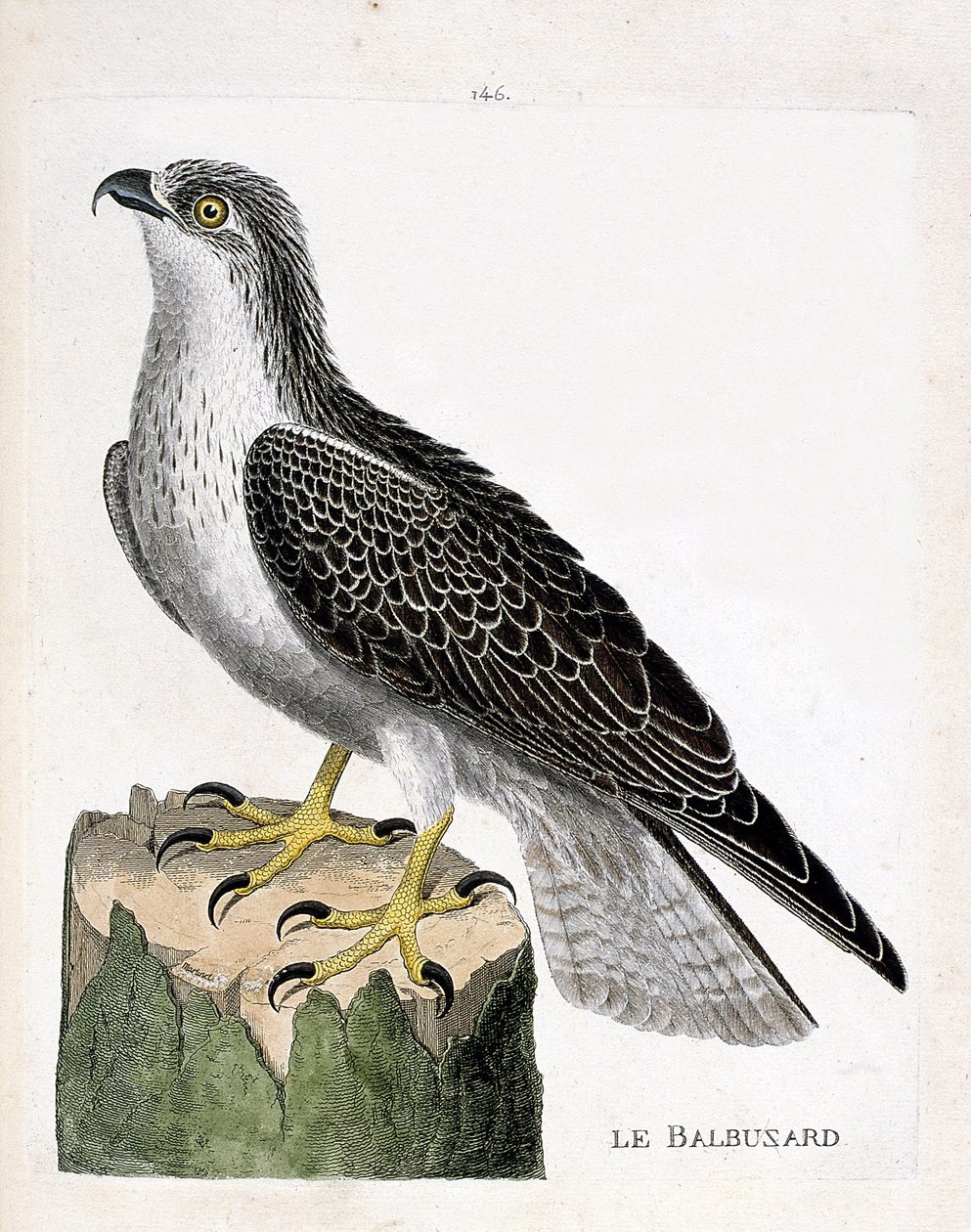 Tábua zoológica (ornitologia): a águia-pesqueira (osprey ou pandion haliaetus). Ilustração em "The History of the Birds, Painted in Their Appearing and Sensitive Aspects" de François Nicolas Martinet (1731-1800). Coleção particular. de Francois Nicolas Martinet