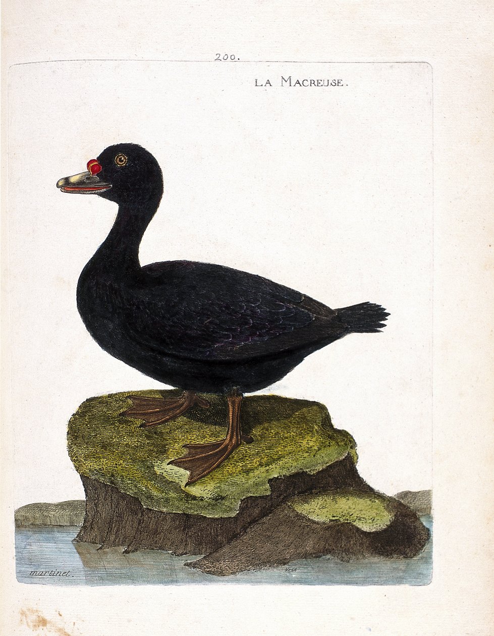 Quadro zoológico (ornitologia): o scoter (scoter preto ou melanitta nigra). Ilustração em "A história das aves, pintadas nos seus aspectos aparentes e sensíveis" de François Nicolas Martinet (1731-1800). Coleção particular. de Francois Nicolas Martinet