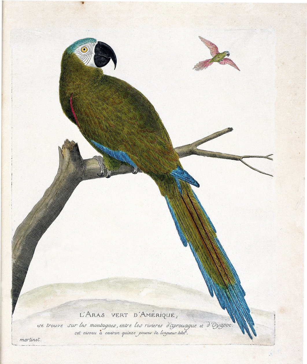 Carta zoológica (ornitologia): Aras verdes americanas (Ara vert ou ara severa) sobre um ramo. Ilustração em "The History of the Birds, Painted in Their Appearing and Sensitive Aspects" de François Nicolas Martinet (1731-1800). Coleção particular. de Francois Nicolas Martinet