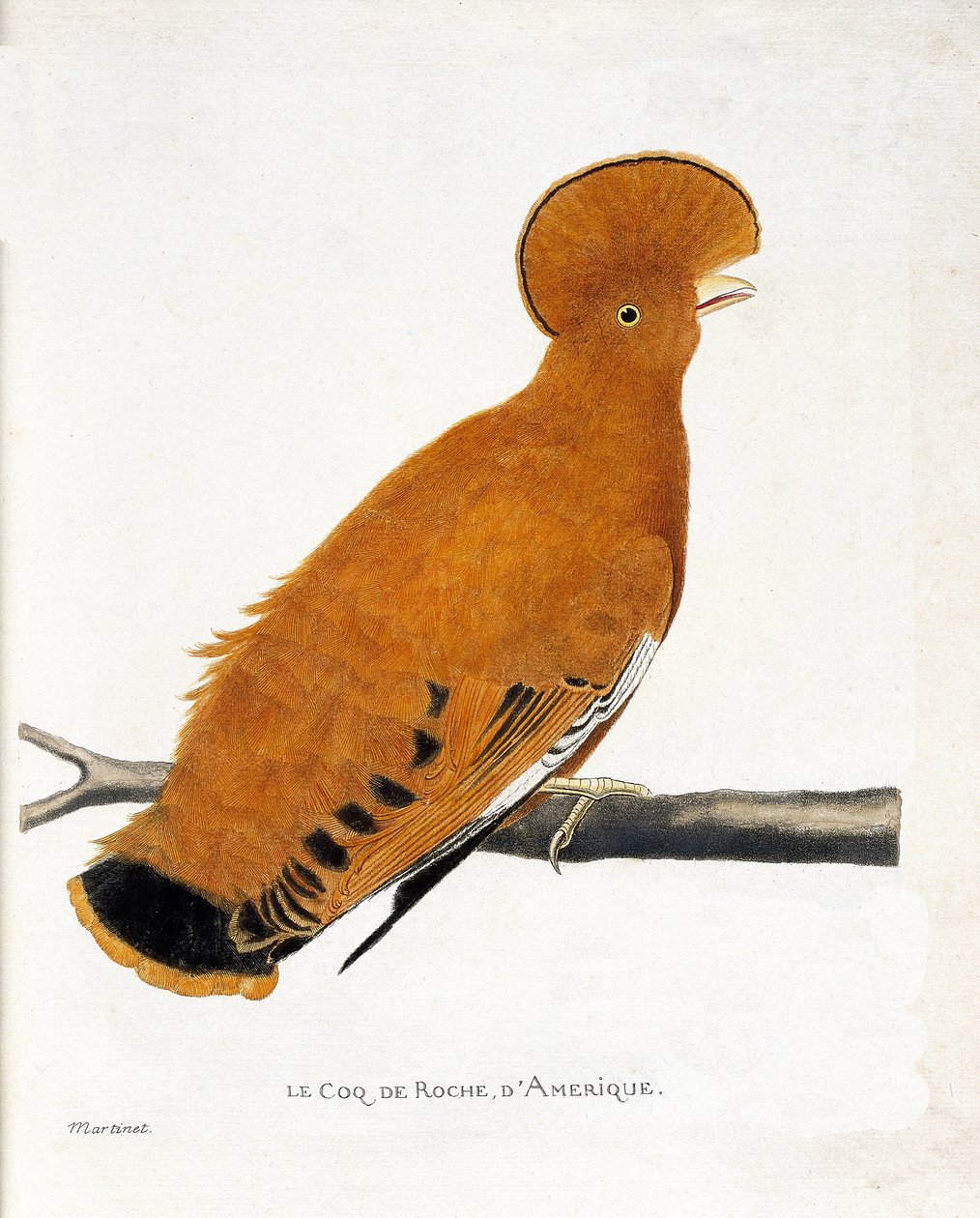 Carta zoológica (ornitologia): Galo americano (galo laranja ou rupicola rupicola) sobre um ramo de Francois Nicolas Martinet