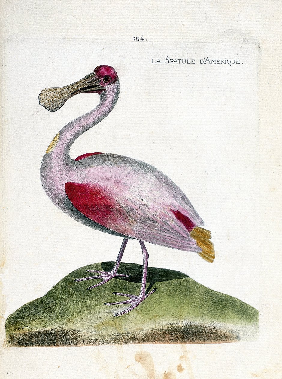 Carta zoológica (ornitologia): Espátula americana (espátula rosa ou platalea ajajaja). Ilustração em "The History of the Birds, Painted in Their Appearing and Sensitive Aspects" de François Nicolas Martinet (1731-1800). Coleção particular. de Francois Nicolas Martinet