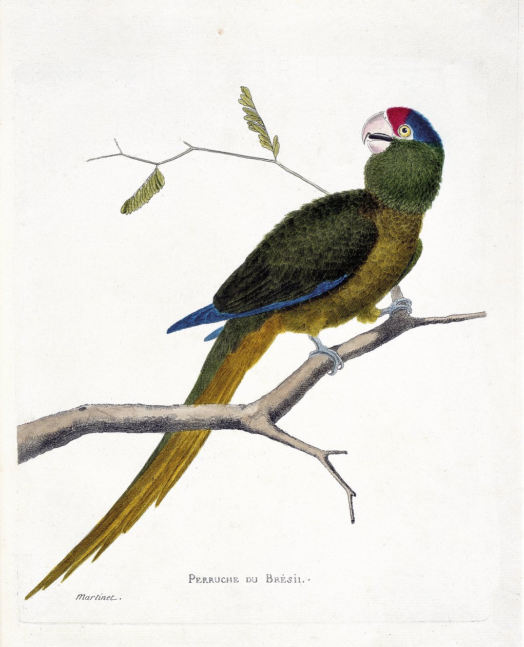 Carta zoológica (ornitologia): Periquito brasileiro (conure de cabeça vermelha ou aratinga canicularis) sobre um ramo. Ilustração em "A História das Aves, Pintadas nos seus Aspectos Aparentes e Sensíveis" de François Nicolas Martinet (1731-1800). Colo priv de Francois Nicolas Martinet