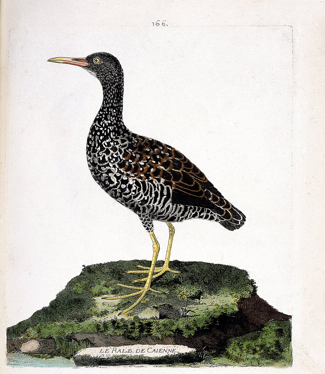 Carta zoológica (ornitologia): Balanço de Caienne (rale de coloração ou pardirallus maculatus). Ilustração em "The History of the Birds, Painted in Their Appearing and Sensitive Aspects" de François Nicolas Martinet (1731-1800). Coleção particular. de Francois Nicolas Martinet