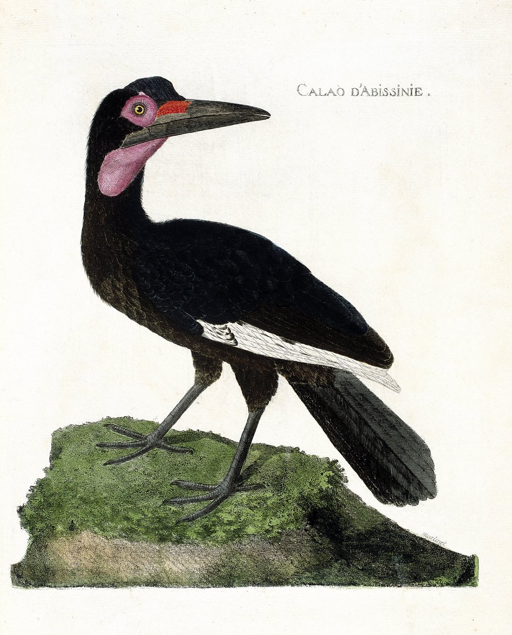 Carta zoológica (ornitologia): Calao d