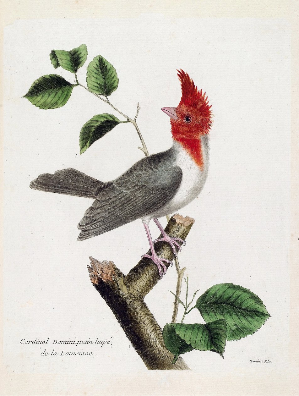 Carta zoológica (ornitologia): Cardeal dominicano Hupe (parare huppe ou paroaria coronata) sobre um ramo. Ilustração em "A história das aves, pintadas nos seus aspectos aparentes e sensíveis" de François Nicolas Martinet (1731-1800). Coleção particular de Francois Nicolas Martinet