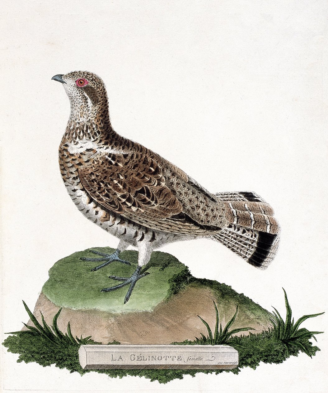 Carta zoológica (ornitologia): Gelinotte fêmea (gelinotte de madeira ou bonasia bonasia). Ilustração em "A história das aves, pintadas nos seus aspectos aparentes e sensíveis" de François Nicolas Martinet (1731-1800). Coleção particular. de Francois Nicolas Martinet