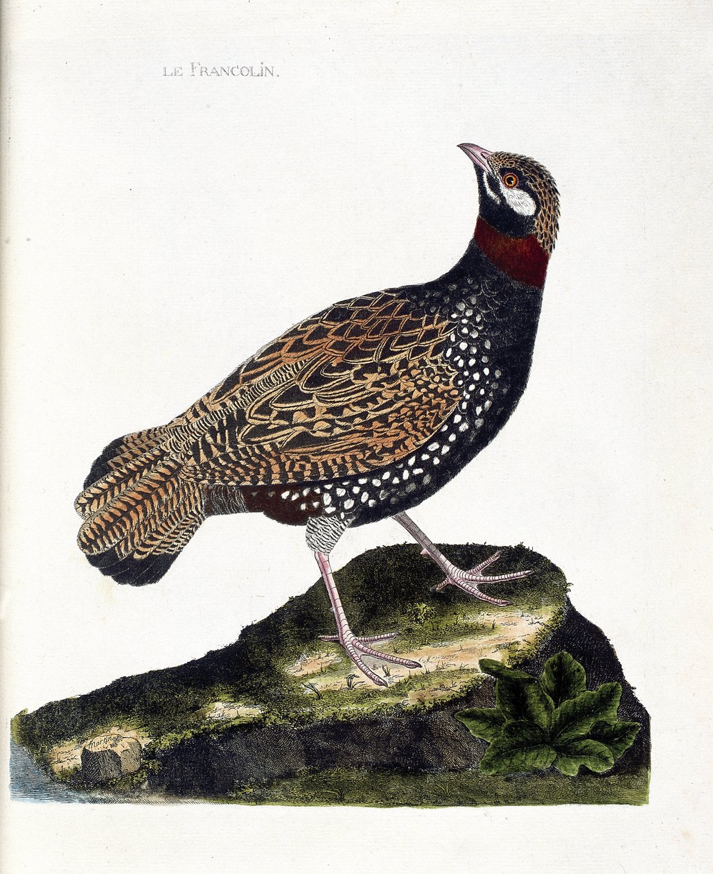 Carta zoológica (ornitologia): Francolin (francolin noir ou francolinus francolinus). Ilustração em "A história das aves, pintadas nos seus aspectos aparentes e sensíveis" de François Nicolas Martinet (1731-1800). Coleção particular. de Francois Nicolas Martinet