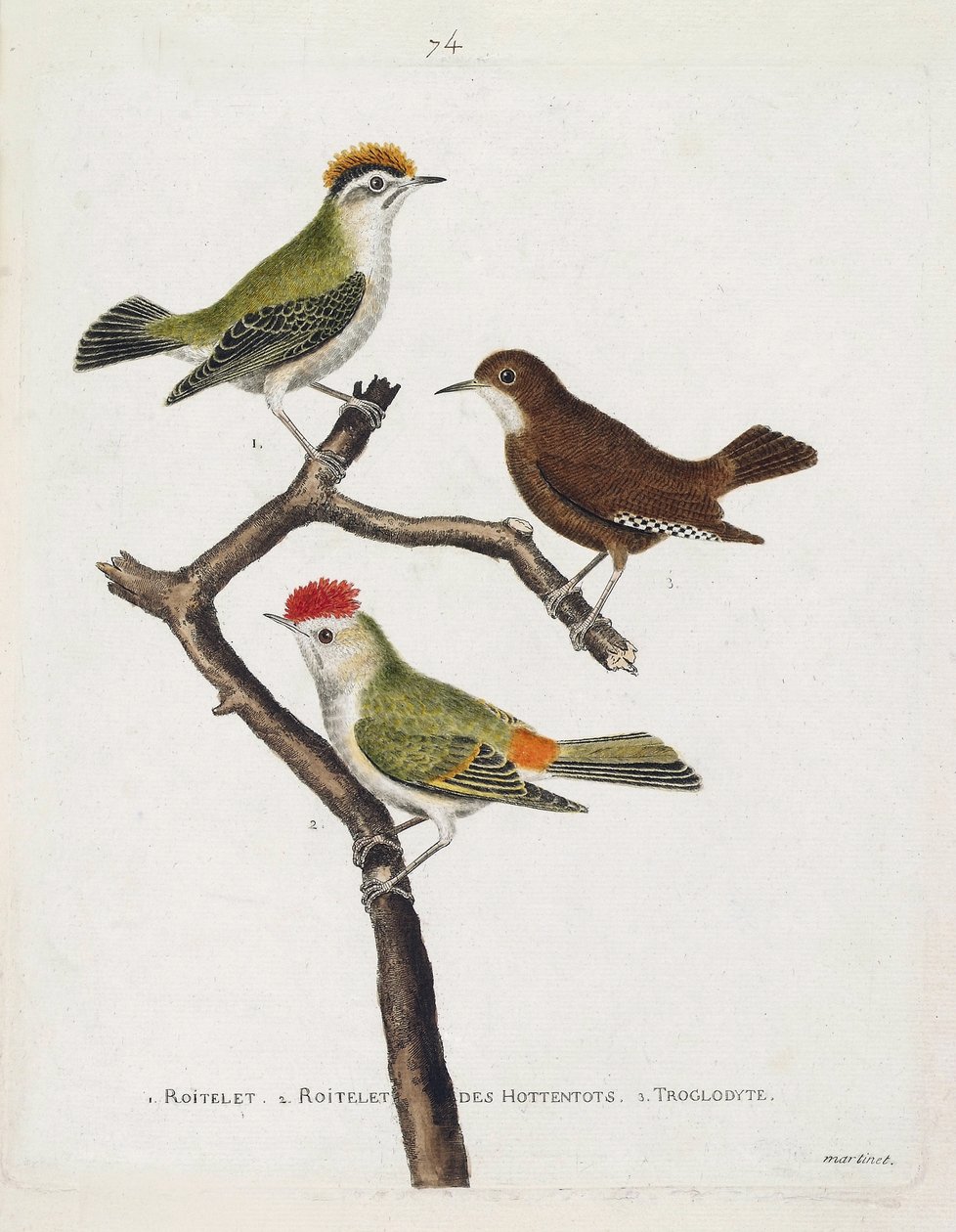 Carta zoológica (ornitologia). De cima para baixo: roitelet (atadura tripla ou regulus ignicapilla), troglodita (troglodita bonito ou troglodita) e roitelet de hotentotes (coroa de rubi) sobre um ramo. Ilustração em "A História das Aves, Pintada em Thei de Francois Nicolas Martinet