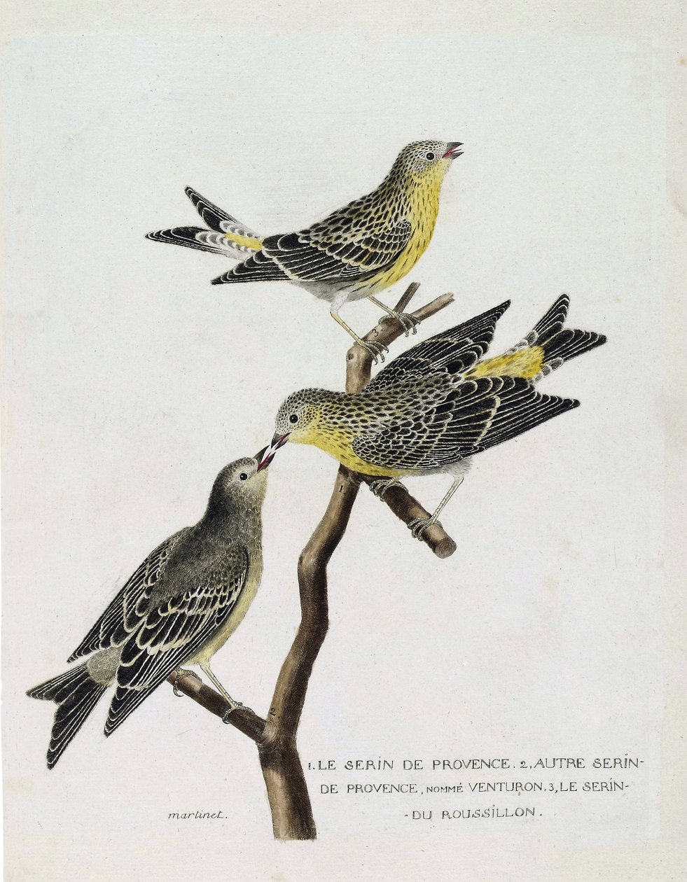 Carta zoológica (ornitologia): De cima para baixo: serin du Roussillon (serin Cini ou serinus serinus serinus) sobre um ramo, o serin de provence (venturon montagnard ou serinus citrinella) e outro serin de provence. Ilustração em "The History of the Birds de Francois Nicolas Martinet