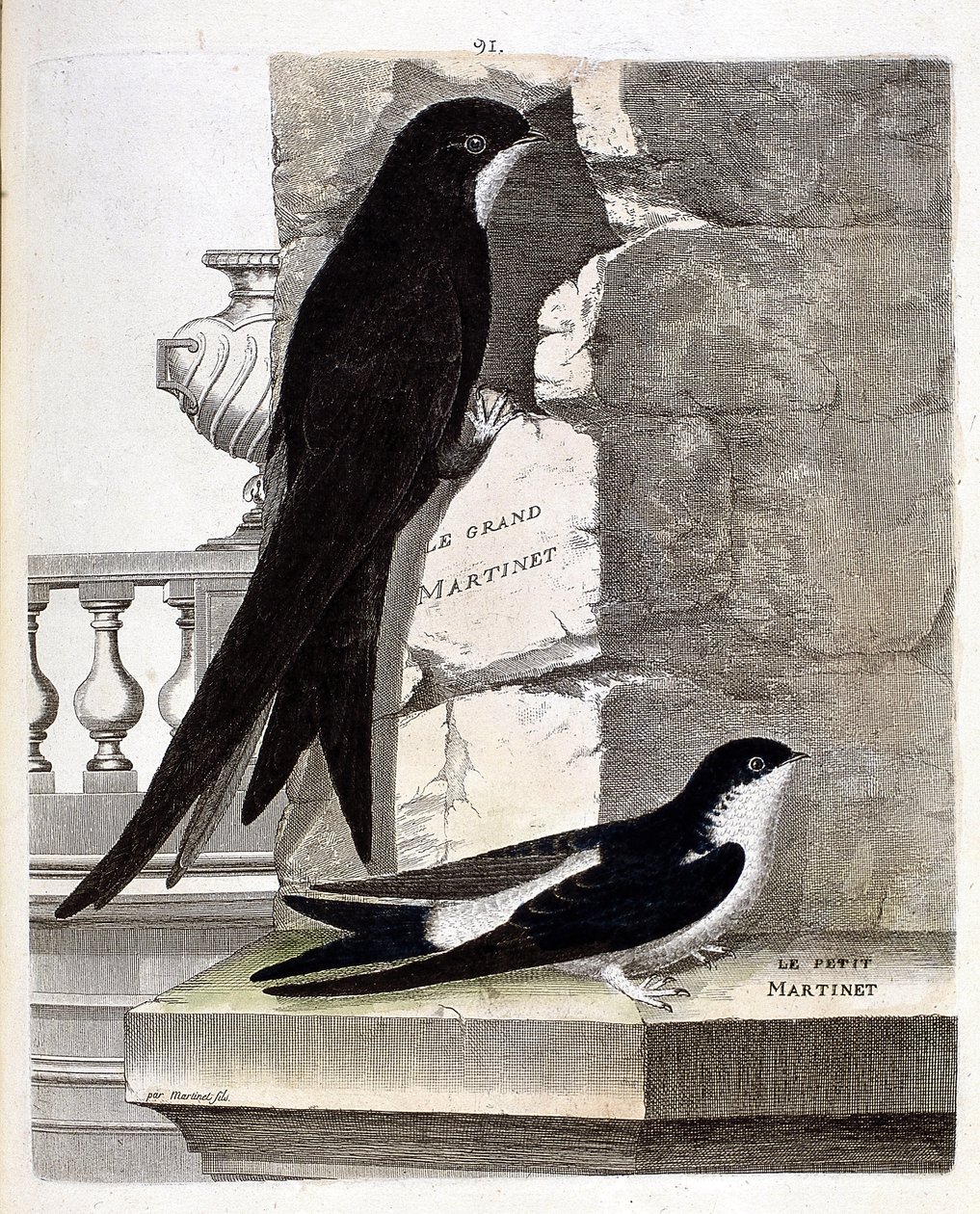 Carta zoológica (ornitologia): Andorinha-do-mar (Andorinha-preta ou apus apus) e Andorinha-do-mar pequena (Andorinha-das-janelas ou Urbica Delichon). Ilustração em "A história das aves, pintadas nos seus aspectos aparentes e sensíveis" por François Nicolas de Francois Nicolas Martinet