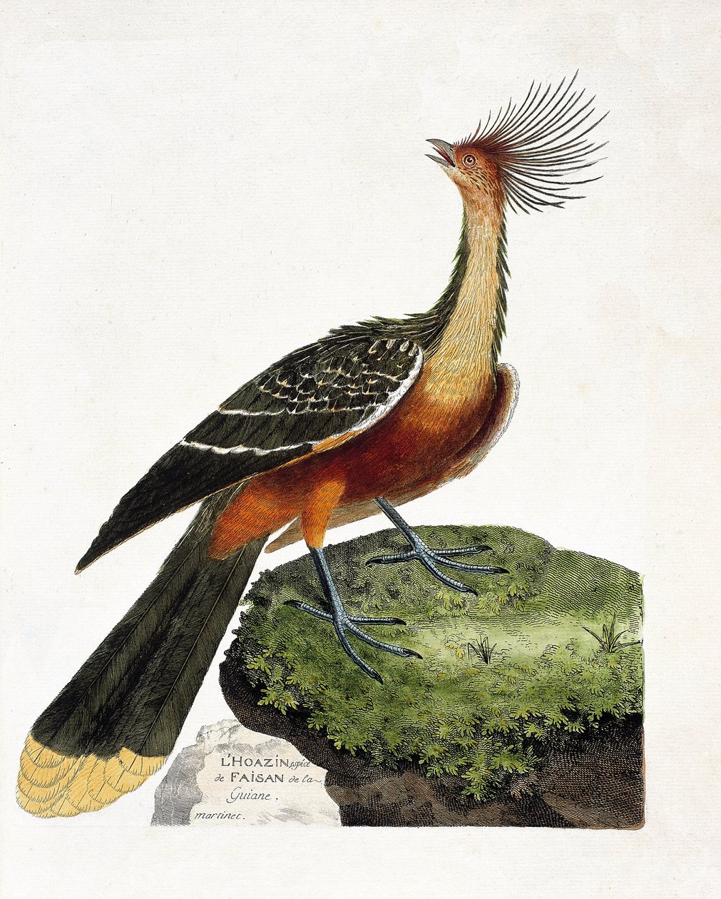 Carta zoológica (ornitologia): Hoazin (hoazin huppe ou opisthocomus hoazin). Ilustração em "A História das Aves, Pintadas nos seus Aspectos Aparentes e Sensíveis" de François Nicolas Martinet (1731-1800). Coleção particular. de Francois Nicolas Martinet