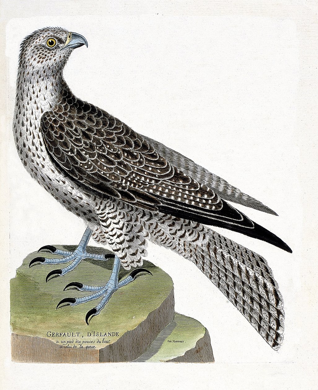 Carta zoológica (ornitologia): Gerfault islandês (gerfaut falcon ou falco rusticolus). Ilustração em "The History of the Birds, Painted in Their Appearing and Sensitive Aspects" de François Nicolas Martinet (1731-1800). Colecção privada. de Francois Nicolas Martinet