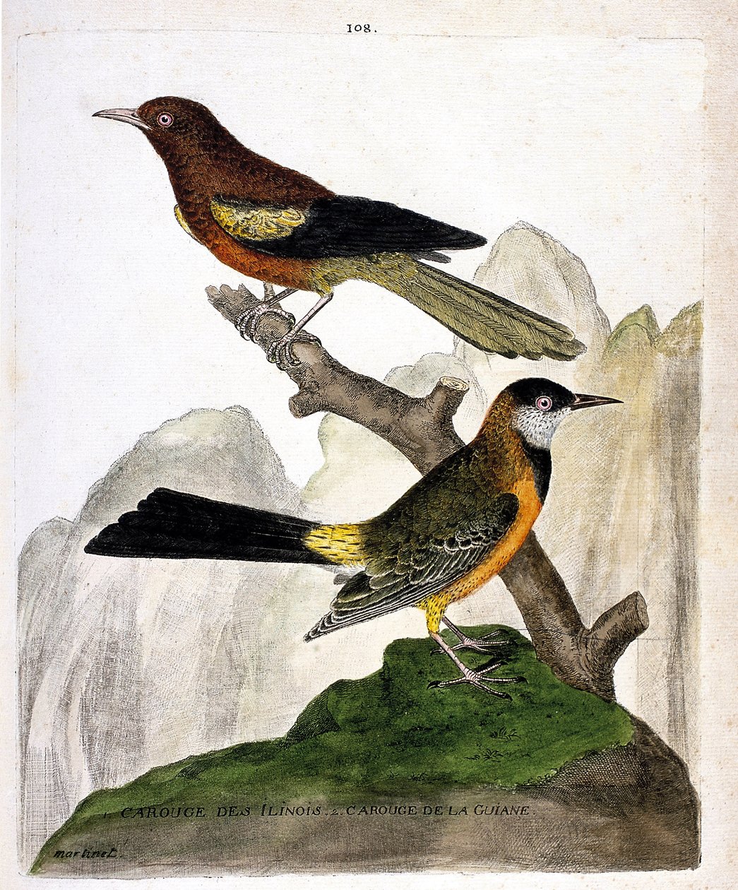 Carta zoológica (ornitologia): Pássaro Negro de Ilinois (papa-figos de Baltimore ou icterius bonana) e Pássaro Negro da Guiana (papa-figos da Martinica ou icterius bonana) num ramo. Ilustração em "A História das Aves, Pintada nos seus Aspectos Aparentes e  de Francois Nicolas Martinet