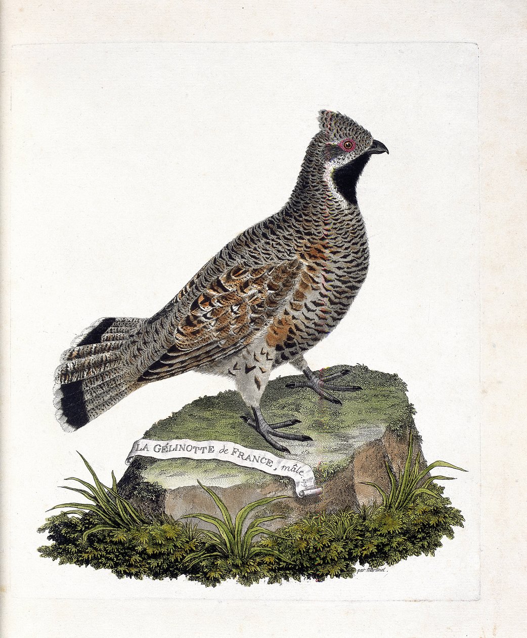 Carta zoológica (ornitologia): La gelinotte de France macho (gelinotte des bois ou bonasia bonasia). Ilustração em "The History of the Birds, Painted in Their Appearing and Sensitive Aspects" de François Nicolas Martinet (1731-1800). Coleção particular. de Francois Nicolas Martinet