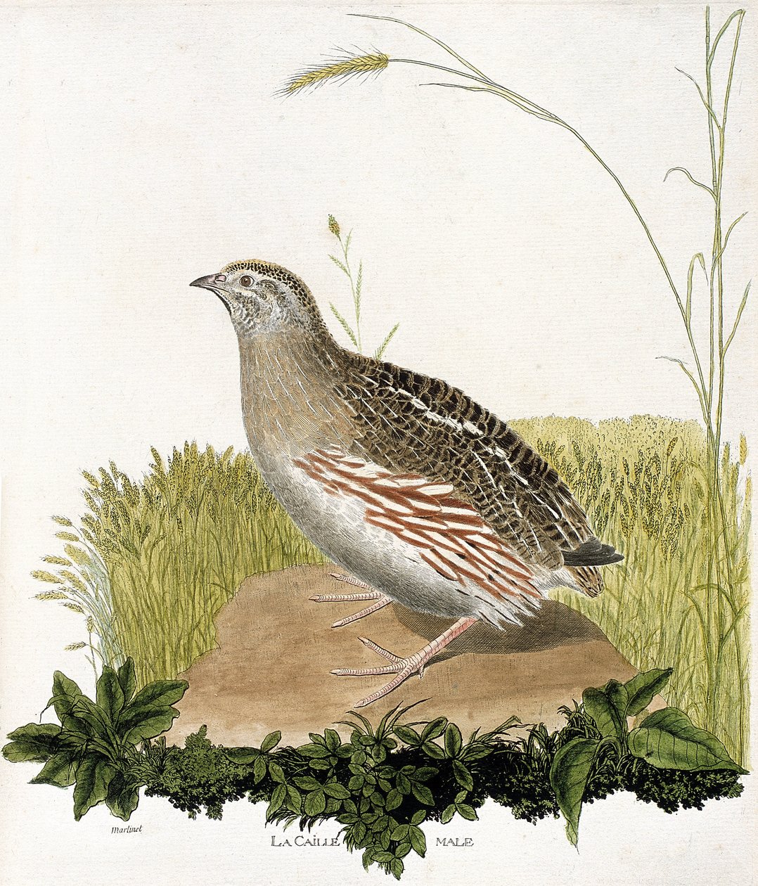 Carta zoológica (ornitologia): Codorniz masculina (codorniz ble ou coturnix coturnix). Ilustração em "The History of the Birds, Painted in Their Appearing and Sensitive Aspects" de François Nicolas Martinet (1731-1800). Coleção particular. de Francois Nicolas Martinet