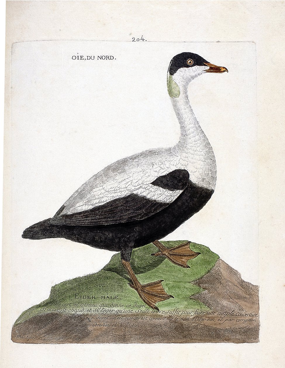 Carta zoológica (ornitologia): Ganso-do-norte ou mal de eider (Eider a edredon ou somateria mollissima). Ilustração em "The History of the Birds, Painted in Their Appearing and Sensitive Aspects" de François Nicolas Martinet (1731-1800). Coleção particular de Francois Nicolas Martinet