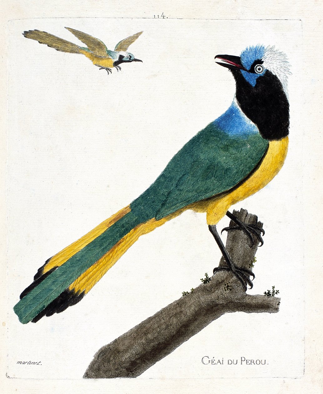 Carta zoológica (ornitologia): Perou jay (gaio verde ou cianocorax yncas) sobre um ramo. Ilustração em "A História das Aves, Pintadas nos seus Aspectos Aparentes e Sensíveis" de François Nicolas Martinet (1731-1800). Coleção particular. de Francois Nicolas Martinet