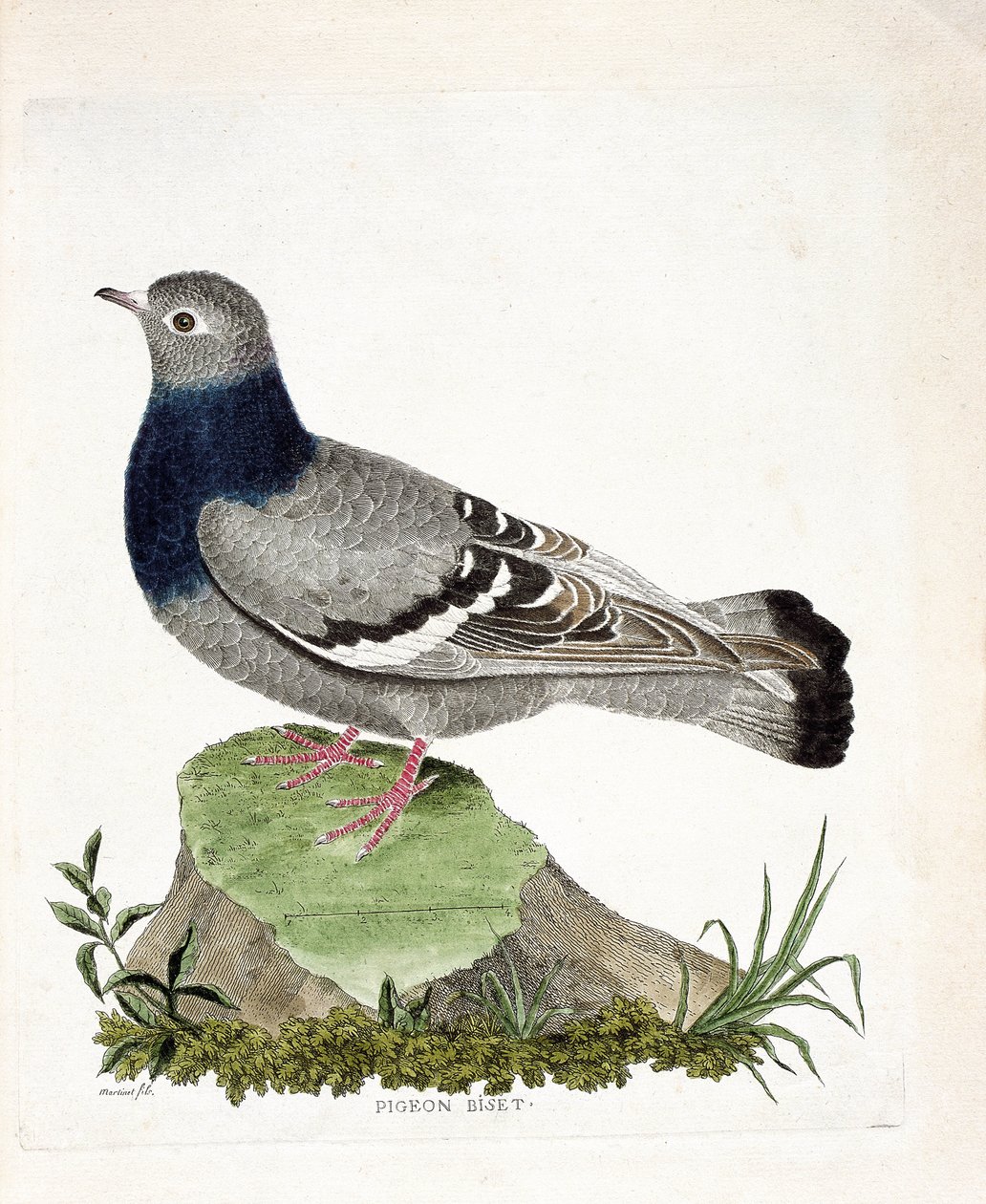 Carta zoológica (ornitologia): Bife de pombo (Columbia livia). Ilustração em "The History of the Birds, Painted in Their Appearing and Sensitive Aspects" de François Nicolas Martinet (1731-1800). Coleção particular. de Francois Nicolas Martinet