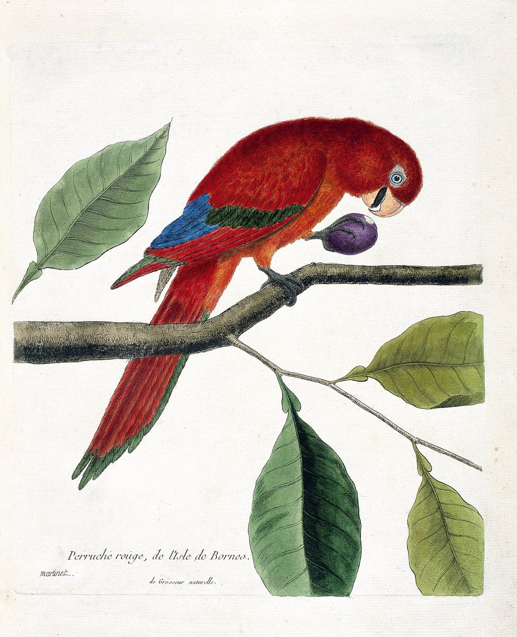 Carta zoológica (ornitologia): Periquito vermelho da ilha de Bornéu (Grande eclectus ou eclectus roratus). Ilustração em "A história das aves, pintadas nos seus aspectos aparentes e sensíveis" de François Nicolas Martinet (1731-1800). Colóquio privado de Francois Nicolas Martinet
