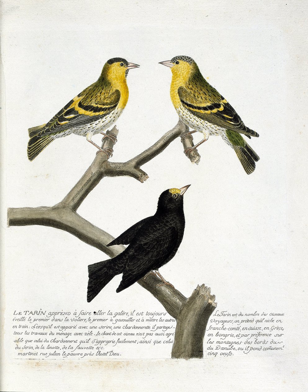 Carta zoológica (ornitologia): Tarin (tarin de amieiro ou carduelis spinus). Em cima à esquerda: macho, direita: fêmea. Inferior: outra variedade. Ilustração em "A História das Aves, Pintadas nos seus Aspectos Aparentes e Sensíveis" de François Nicolas Mar de Francois Nicolas Martinet