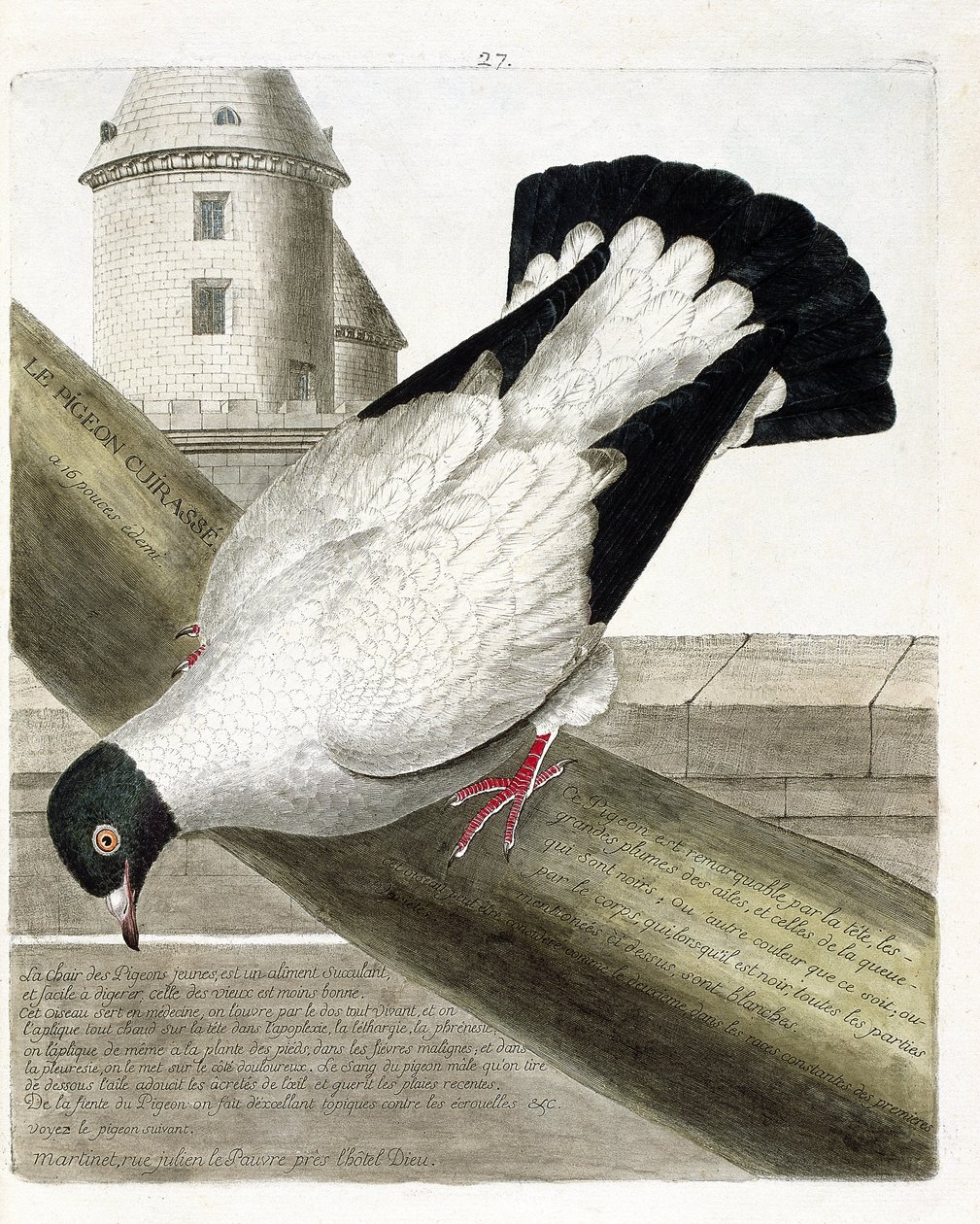 Carta zoológica (ornitologia): O pombo-correio (columba livia). Ilustração em "A história das aves, pintadas nos seus aspectos aparentes e sensíveis" de François Nicolas Martinet (1731-1800). Coleção particular. de Francois Nicolas Martinet