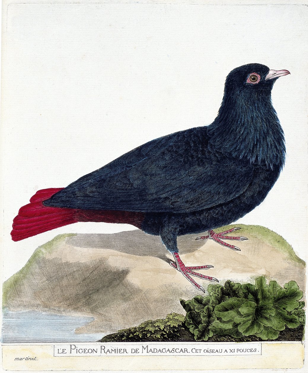 Carta zoológica (ornitologia): O pombo ramificado de Madagáscar (Founingo Azul ou alectroenas madagascariensis). Ilustração em "A história das aves, pintadas nos seus aspectos aparentes e sensíveis" de François Nicolas Martinet (1731-1800). Privat de Francois Nicolas Martinet