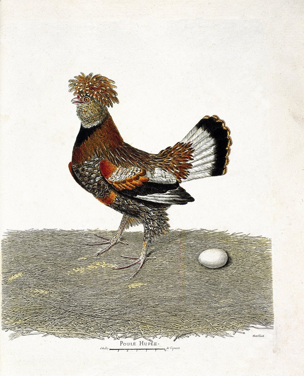 Carta zoológica (ornitologia): A galinha (galinha doméstica ou gallus gallus) e o seu ovo. Ilustração em "A história das aves, pintada nos seus aspectos aparentes e sensíveis" por François Nicolas Martinet (1731-1800). Coleção particular. de Francois Nicolas Martinet
