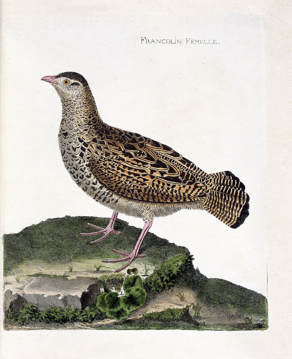 Carta zoológica (ornitologia): O francolim feminino (francolin noir ou francolinus francolinus). Ilustração em "A história das aves, pintadas nos seus aspectos aparentes e sensíveis" por François Nicolas Martinet (1731-1800). Coleção particular. de Francois Nicolas Martinet