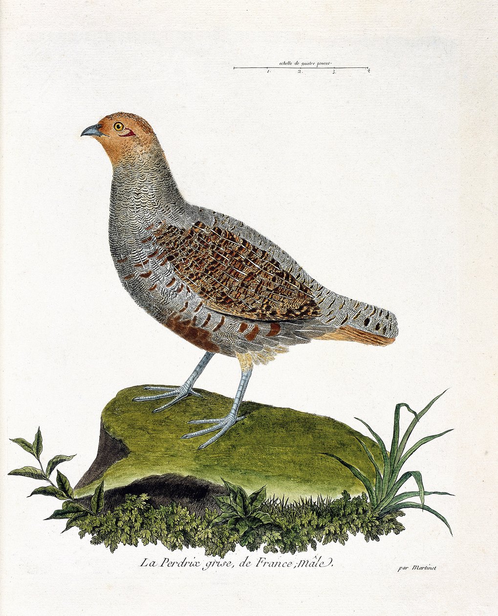 Carta zoológica (ornitologia): A perdiz cinzenta da França, macho (perdiz cinzenta ou perdiz). Ilustração em "A história das aves, pintadas nos seus aspectos aparentes e sensíveis" de François Nicolas Martinet (1731-1800). Coleção particular. de Francois Nicolas Martinet