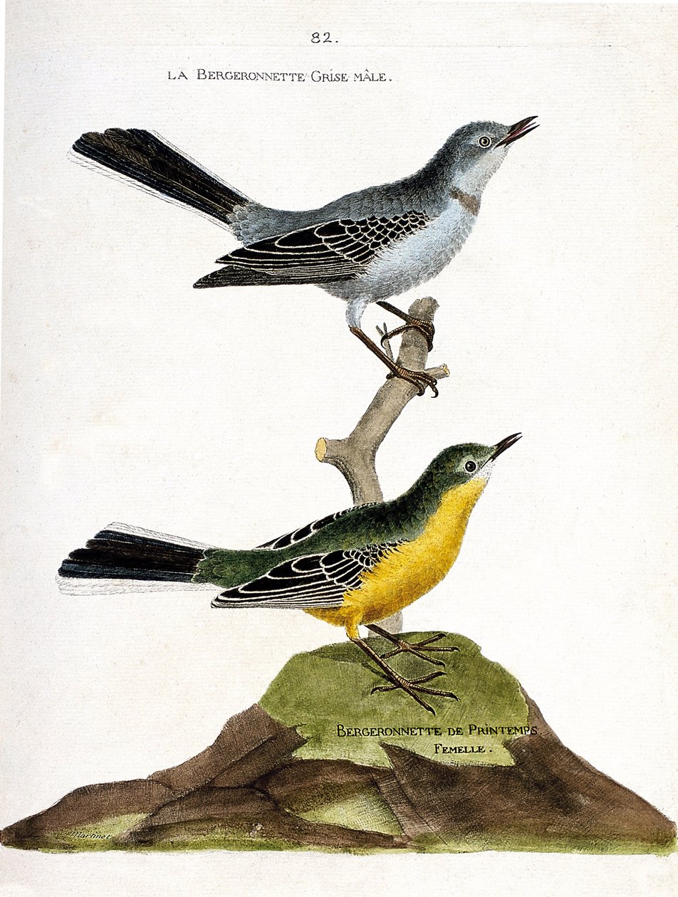 Carta zoológica (ornitologia): O macho bergeronnet cinzento (Motacilla alba) num ramo e a fêmea pastora de primavera (Motacilla flava). Ilustração em "A História das Aves, Pintadas nos seus Aspectos Aparentes e Sensíveis" de François Nicolas Martin de Francois Nicolas Martinet