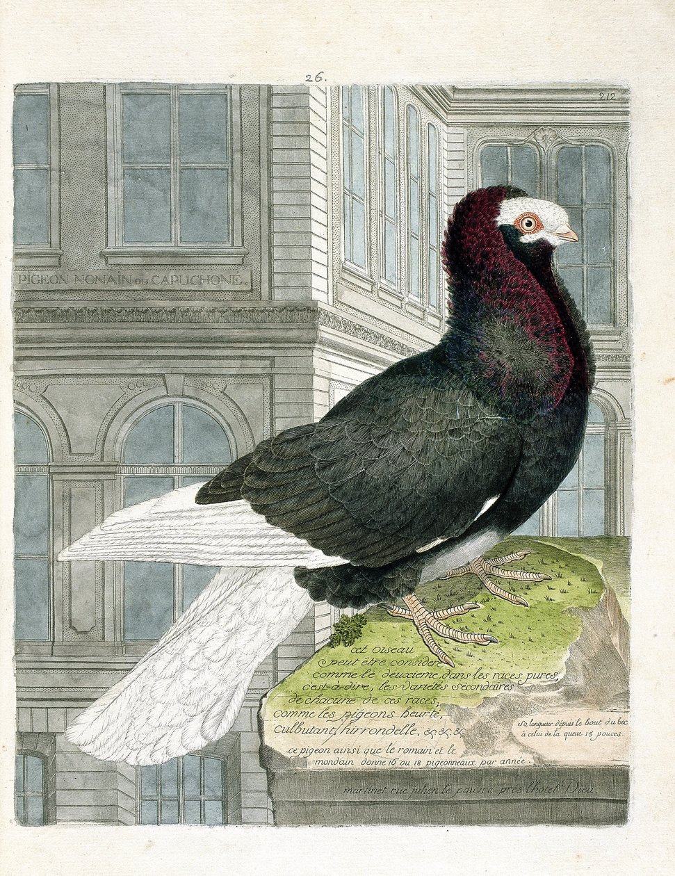 Carta zoológica (ornitologia): O pombo nonan ou capuchone (pombo anão ou columba livia). Ilustração em "A história das aves, pintadas nos seus aspectos aparentes e sensíveis" de François Nicolas Martinet (1731-1800). Coleção particular. de Francois Nicolas Martinet