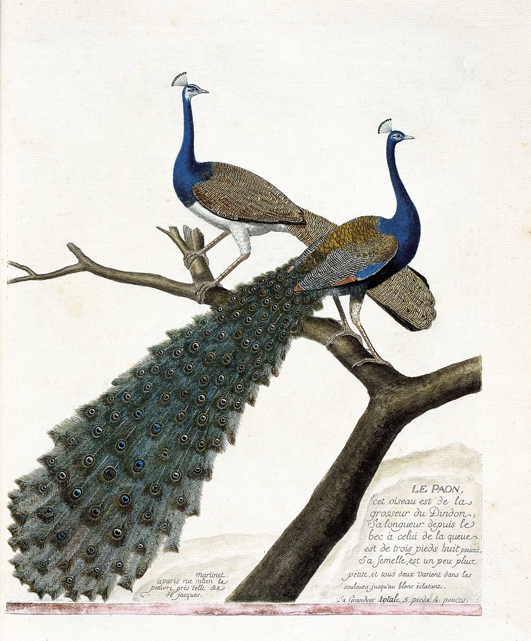 Carta zoológica (ornitologia): O pavão (pavão azul ou pavão cristatus). Ilustração em "A história das aves, pintadas nos seus aspectos aparentes e sensíveis" de François Nicolas Martinet (1731-1800). Coleção particular. de Francois Nicolas Martinet
